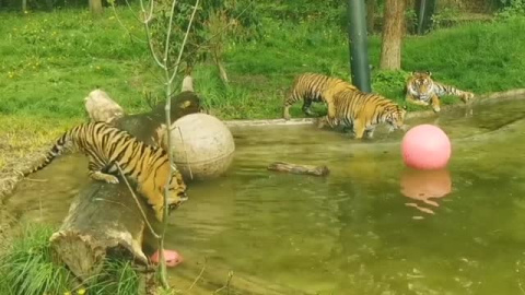 Entrañable imagen de dos cachorros de tigre de Sumatra bañándose por primera vez Entrañable imagen de dos cachorros de tigre de Sumatra bañándose por primera vez