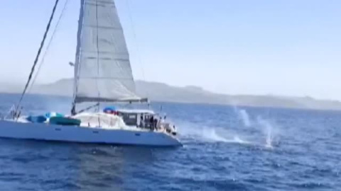 Indignación por los disparos desde un velero a un grupo de orcas en aguas de Tarifa Indignación por los disparos desde un velero a un grupo de orcas en aguas de Tarifa