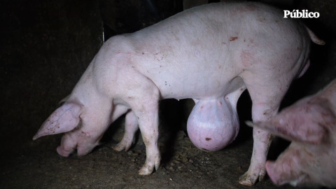 El maltrato de cerdos en una granja ubicada en Quintanilla del Coco, Burgos El maltrato de cerdos en una granja ubicada en Quintanilla del Coco, Burgos