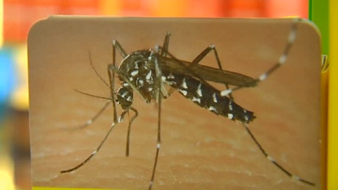 El calor lleva el mosquito tigre a Galicia El calor lleva el mosquito tigre a Galicia