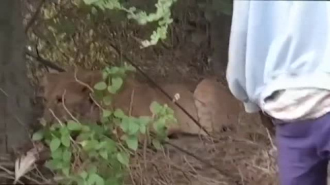 Los pastores masai matan otros 10 leones en Kenia Los pastores masai matan otros 10 leones en Kenia