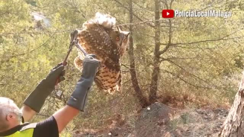 La policía local de Málaga rescata un búho real atrapado en una alambrada La policía local de Málaga rescata un búho real atrapado en una alambrada