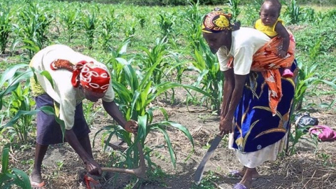 Mujeres trabajando la tierra