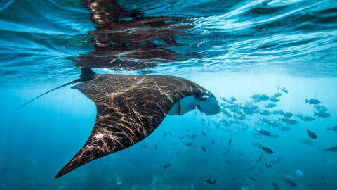 Las mantarrayas se ven en los fríos afloramientos de la isla de Nusa Penida, Bali, Indonesia