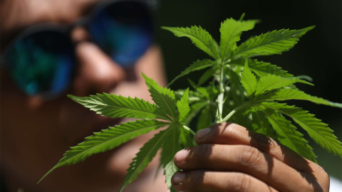 Fotografía de archivo de una hoja de marihuana.