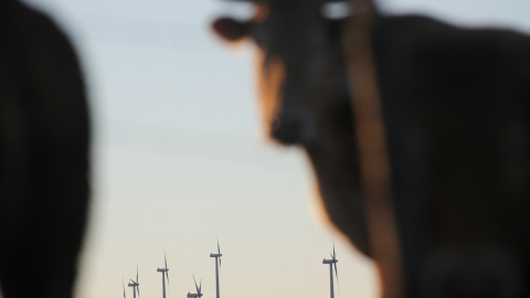 24/8/22 Una vaca pasta frente a varios aerogeneradores de la Serra do Xistral, en Abadín (Lugo).