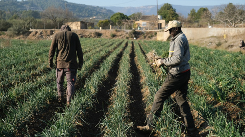 Varios agricultores recolectan 'calçots’ en una plantación de Maspujols, a 28 de enero de 2022, en Maspujols, Tarragona, Catalunya (España)