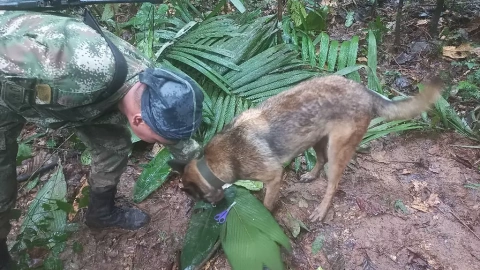 18/05/2023 - Un militar y un perro participan en el operativo de búsqueda de niños sobrevivientes de una avioneta Cessna 206 que se estrelló en la selva colombiana hace más de dos semanas.