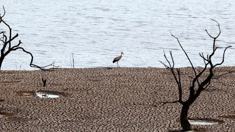 Un pájaro camina en el embalse de Sierra Boyera, que está al 0,01% de su capacidad, en Belmez, sur de España , 26 de abril de 2023.