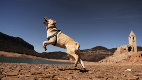 Un perro salta sobre el suelo agrietado de San Román de Sau, un pueblo en Catalunya que quedó parcialmente sumergido y resurgió el pasado marzo como consecuencia de la sequía extrema.