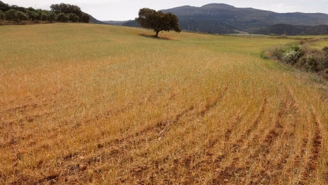 Un campo de trigo, que se descarta para la cosecha debido a la sequía, se ve durante las abrasadoras temperaturas de verano en primavera en Ronda, España.