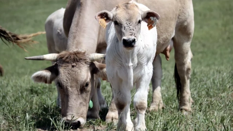 31-5-2023 Un ramat de vaca de raça bruna pasturant