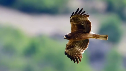 Un ejemplar de águila calzada.