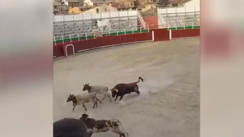 Captura del momento en el que el toro ataca a las vaquillas en la plaza de toros de Barbastro, a 7 de septiembre de 2023.