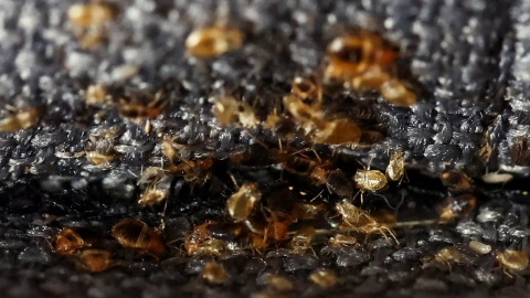 Chinches halladas en un sillón de un apartamento de L'Hay-les-Roses, cerca de París, a 29 de septiembre de 2023.