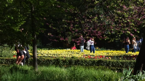Tulipanes en el Palacio Real de Madrid.