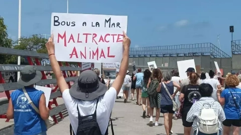 Manifestación contra los bous a la mar en Dènia, a 7 de julio de 2024.