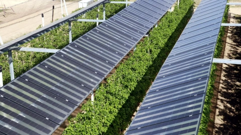 Les plaques solars instal·lades sobre un camp de pomeres de l'IRTA a Mollerussa