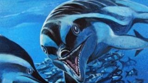 Un inédito ictiosaurio pasó inadvertido 30 años en un museo