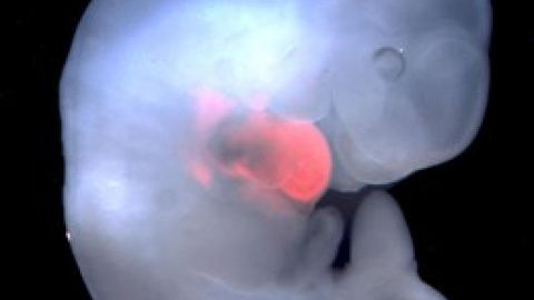 Los científicos avanzan en el 'cultivo' de órganos en animales. Europa Press