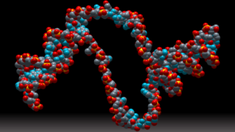 Los agujeros en el interior del ADN se producen cuando las vibraciones que recorren el ADN llegan a determinadas secuencias de nucleótidos que modifican su rigidez. Aquí las ondas se amplifican por resonancia y provocan la ruptura temporal