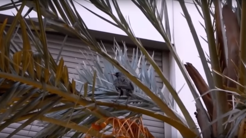 cofradía-elche-aves