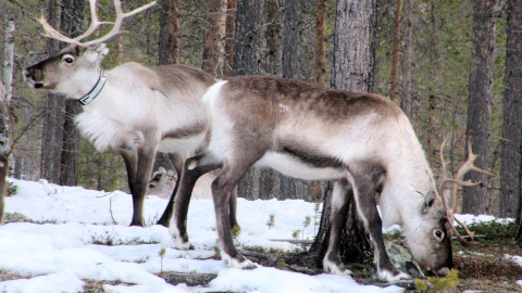 El reno se adapta difícilmente al cambio climático en el Ártico. / Pixabay