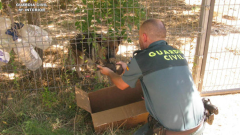 20/08/2019 - Imagen del momento en el que la Guardia Civil encuentra a la madre de los cachorros / GUARDIA CIVIL