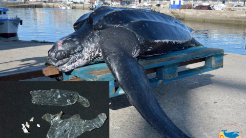 La tortuga Laud de 175 kilos que fue hallada en una nasa en Vigo. / CEMMA-Facebook