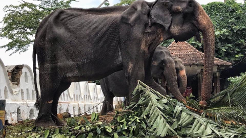'Tiriki' en Sri Lanka. / Buddhistdoor Global