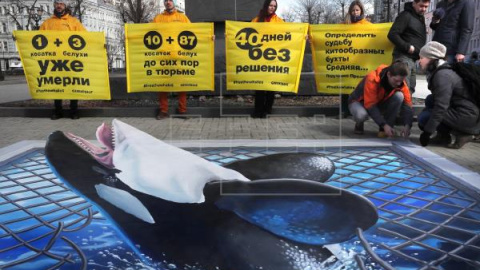 Activistas de la organización ecologista Greenpeace participan en Moscú (Rusia) en una protesta para pedir la liberación de casi un centenar de orcas y belugas que se encuentran en la mayor cárcel de ballenas del mundo, el mar de Ojotsk en