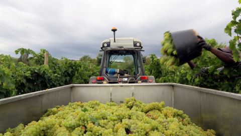 La recollida del raïm a un camp del Penedès. Àlex Recolons