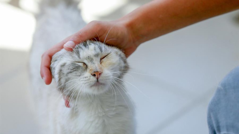 Imagen de archivo de un gato. / EFE