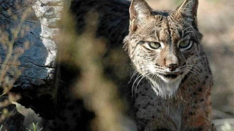 Lince ibérico de Doñana /EUROPA PRESS