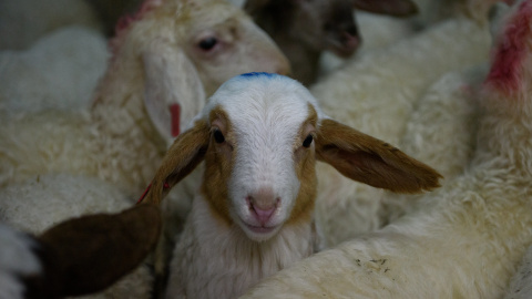 Un cordero de camino al matadero, antes de ser degollado. Un cordero de camino al matadero, antes de ser degollado.