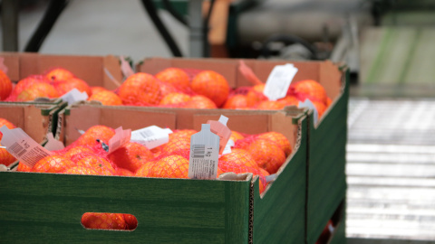 Caixa de mandarines al magatzem de la Cooperativa Exportadora d'Agris d'Alcanar Caixa de mandarines al magatzem de la Cooperativa Exportadora d'Agris d'Alcanar