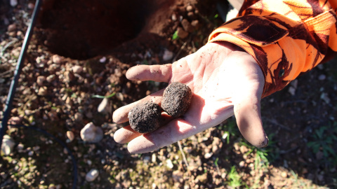 Imatge d'arxiu d'un home collint tòfones a Tarragona. Imatge d'arxiu d'un home collint tòfones a Tarragona.