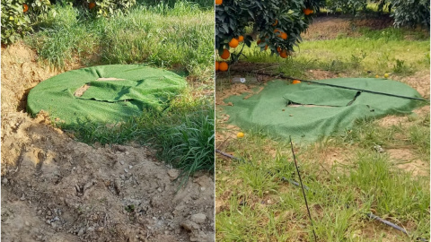 pozos Pozos ocultos bajo lonas en la finca Aljóbar, en Aznalcázar (Sevilla).