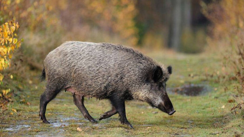 senglar (1) Imatge cedida d'un porc senglar.