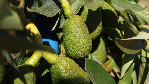 Alvocats al camp del molí d'oli Mas Montseny, en una imatge d'arxiu Mar Rovira
