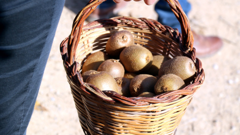 Cistella amb kiwis Anna Ferràs