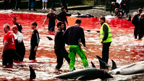 Caza y matanza de cetáceos en las Islas Feroe. Caza y matanza de cetáceos en las Islas Feroe.