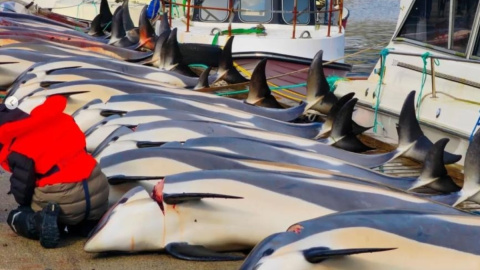 Matanza de delfines como parte del 'Grindadrap'. Matanza de delfines como parte del 'Grindadrap'.