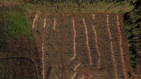 Vista aérea de un eucaliptal talado.