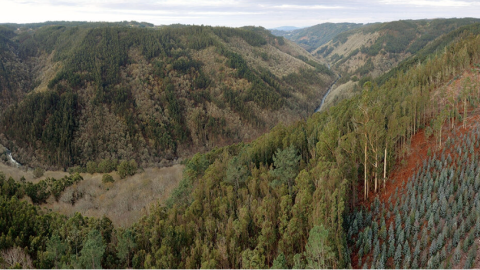 Distintos tonos de verdes y pardos tiñen esta imagen tomada en Pontedeume y revelan la miscelánea arbórea, con eucaliptos, pinos y especies caducifolias en las cada vez más amenazadas Fragas do Eume.