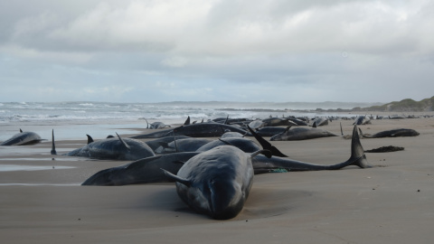Imagen de las ballenas varadas en una remota playa en Tasmania (Australia), a 19 de febrero de 2025.