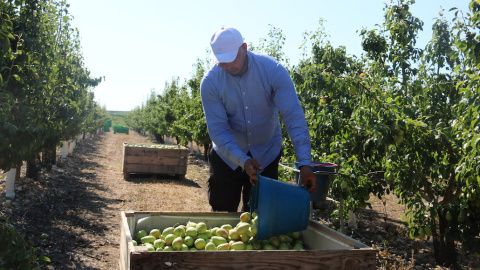 Recolida de la pera a Aitona, Segrià Recolida de la pera a Aitona (Segrià), en una imatge d'arxiu.