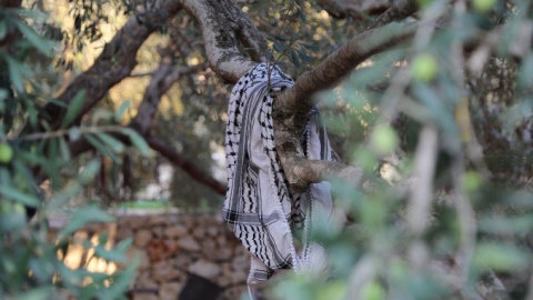 Una kufiya reposa entre las ramas de un olivo milenario.