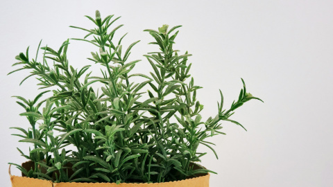 Las mejores plantas aromáticas para cultivar en casa esta primavera Las mejores plantas aromáticas para cultivar en casa esta primavera