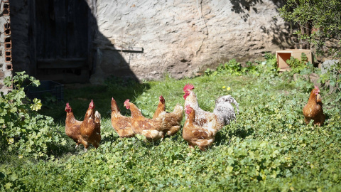 Foto de archivo de gallinas.